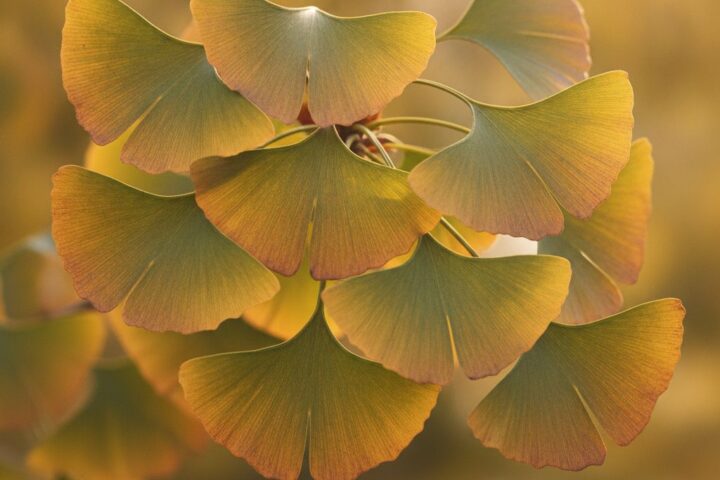 Folhas de Ginkgo biloba em luz natural